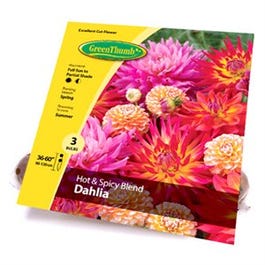 Dahlia Hot & Spicy Blend Flower Bulb, 3-Ct.