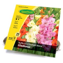 Gladiolus Ruffle Your Feathers Blend Flower Bulb, 20-Ct.