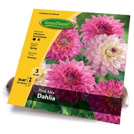 Dahlia Mixed Bulbs, 4-Ct.